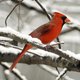 red_cardinal_in_snow.jpg